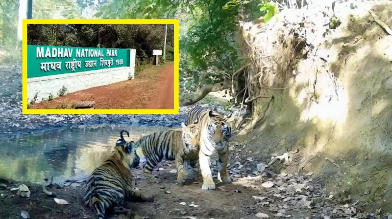 India's 58th tiger reserve opened in Madhya Pradesh news in hindi