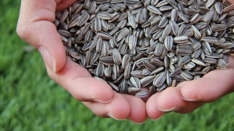 Sunflower seeds are beneficial for your health, know how to include them in your diet.