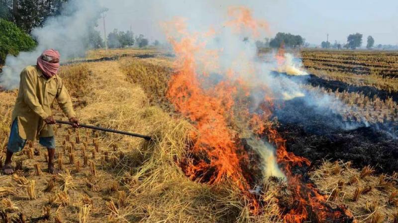 Haryana Govt strict on stubble burning in Haryana news In hindi