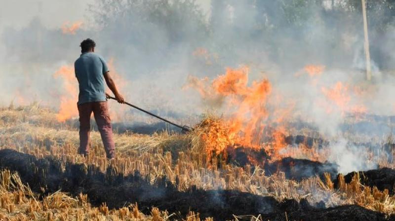 14 farmers arrested for burning stubble in Kaithal Haryana news in hindi