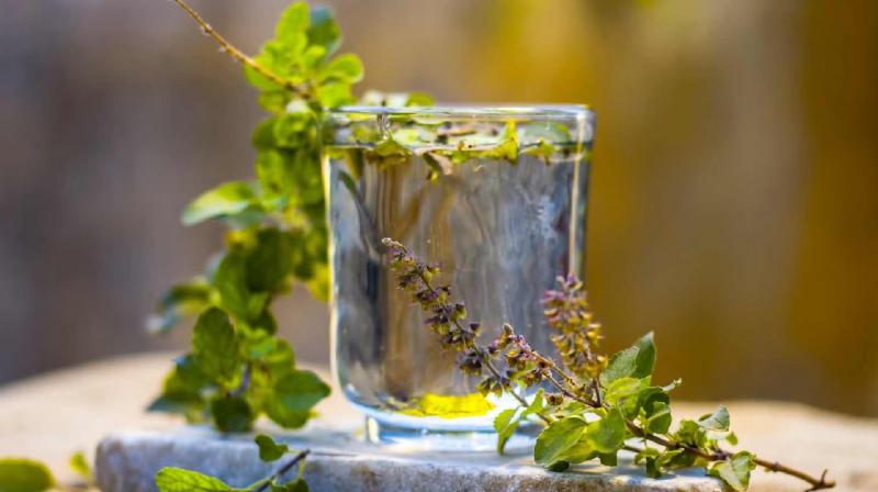 Tulsi water protects from diseases news in hindi