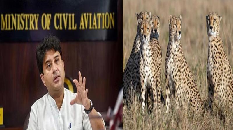 14-16 cheetahs may be brought to India in coming months: Scindia