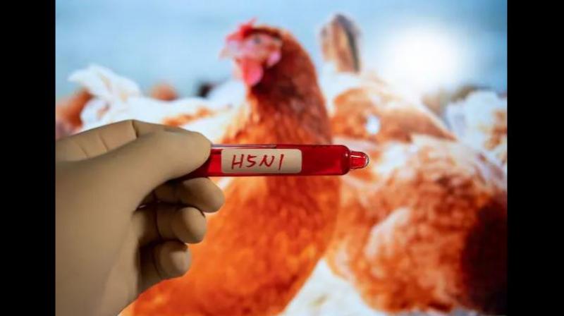 Bird Flu Virus in America New York advised to stay away from wildlife