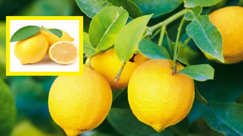 Lemon is very beneficial for health, know its health benefits news in hindi