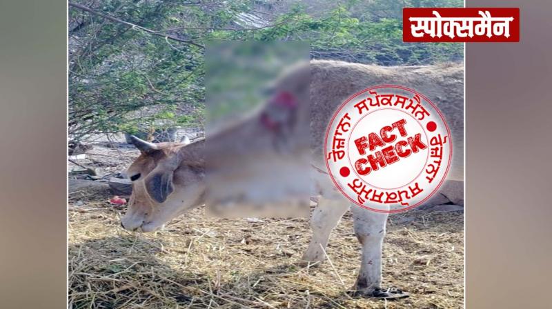 Picture of injured cow goes viral with communal claim Fact Check news in hindi