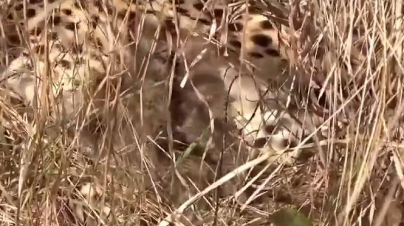 Namibian cheetah gives birth to three cubs in Kuno National Park