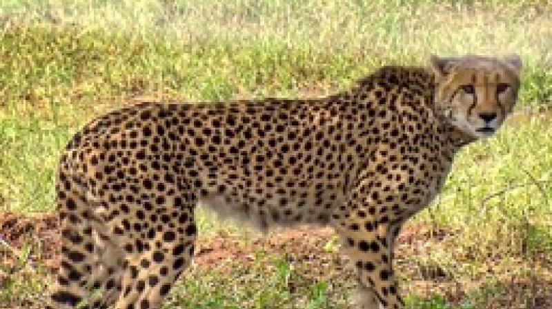 12 cheetahs will arrive in the country from South Africa on February 18: Environment Minister