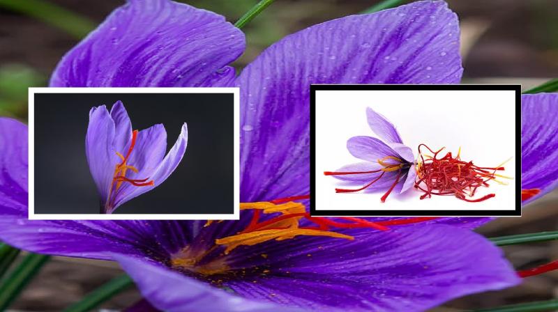 Saffron is beneficial for mental health news in hindi