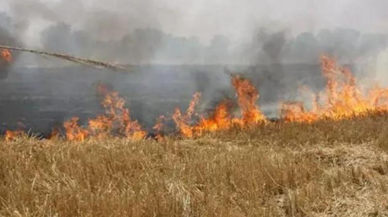 Cases of stubble burning reduced in Punjab-Haryana nasa news in hindi