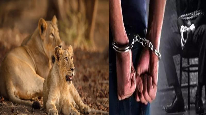 Gujarat: Three arrested for chasing and harassing lions in Gir Wildlife Sanctuary