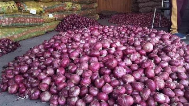 NCCF buys 2,826 tonnes of onions from farmers for buffer stock