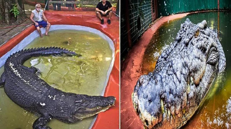 World largest crocodile dies news in hindi