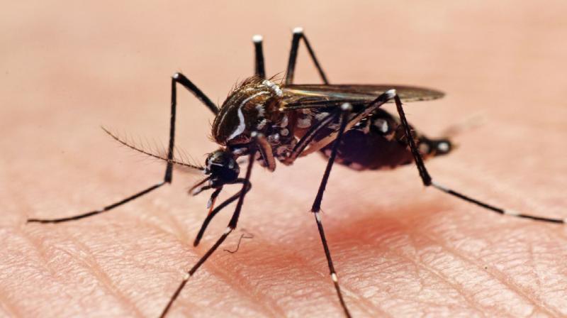 Dengue is wreaking havoc in Bangladesh, many cases are being reported daily news in hindi