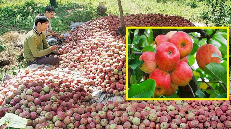 Big relief apple growers of Himachal, GST News in hindi