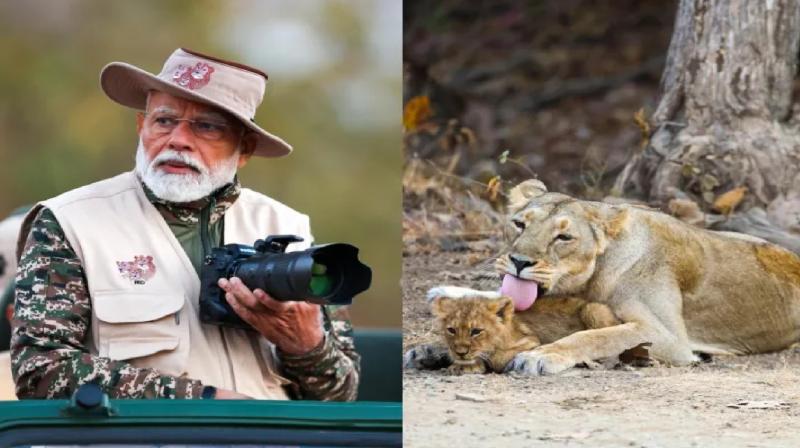 World Wildlife Day PM Modi lion safari in Gujarat News in Hindi