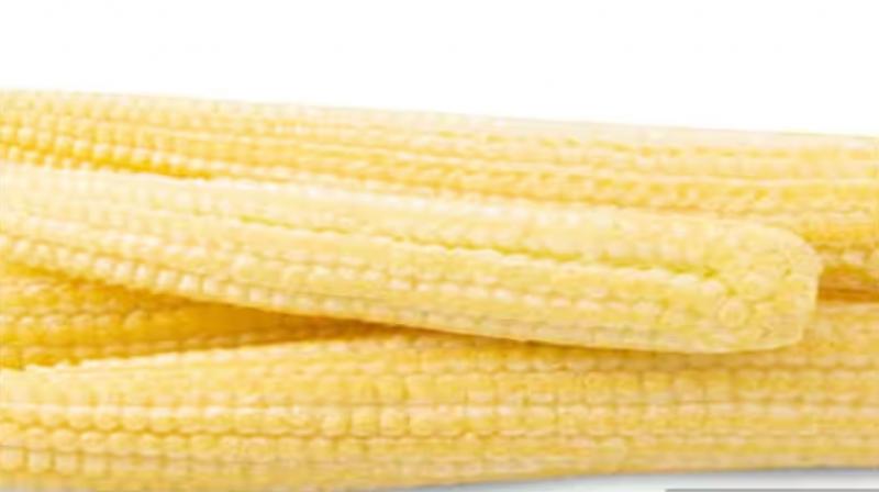 Baby corn protects from many diseases, know how to include it in your diet