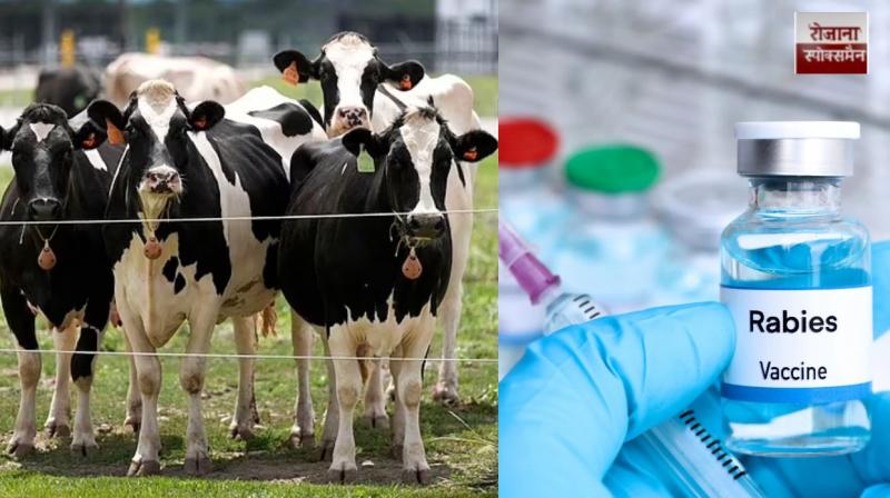 150 villagers vaccinated after drinking milk from a cow with rabies in Gorakhpur