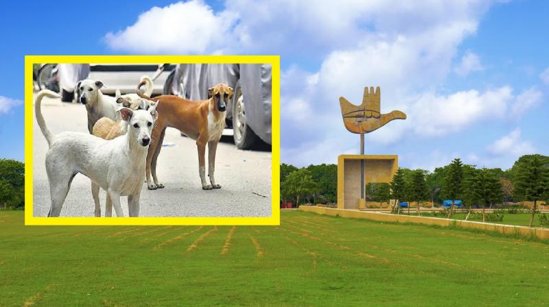 Chandigarh stray animal accident compensation committee