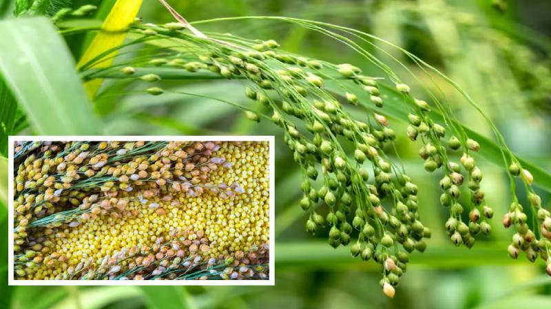 China millet good for diabetes news in hindi