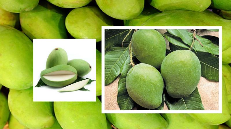 Raw mango will increase appetite, know its beneficial in summer news in hindi