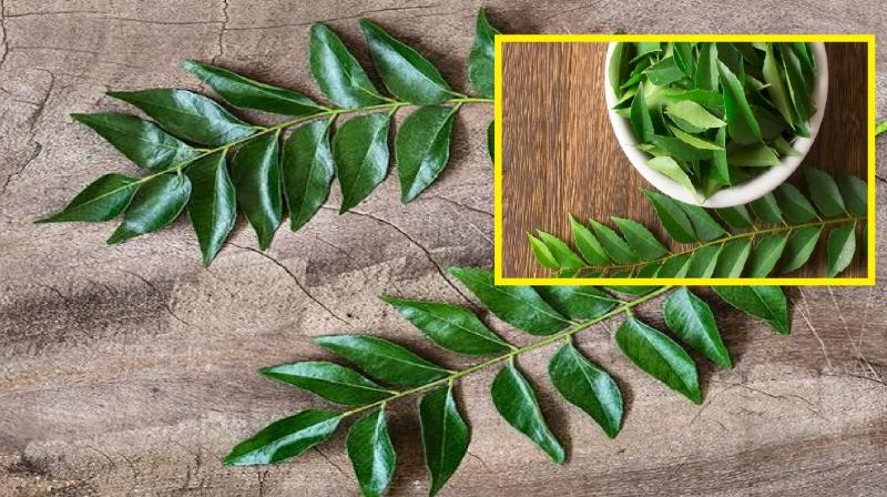 Curry leaves are very good for health, know its benefits news in hindi