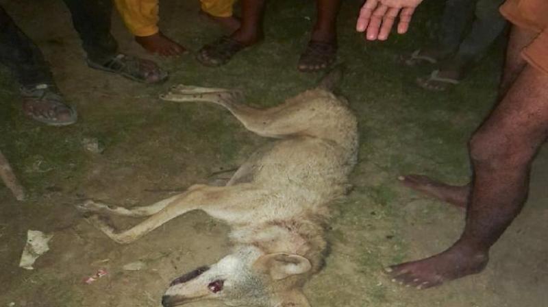 Wolf terror ended in Bahraich, Uttar Pradesh News In hindi