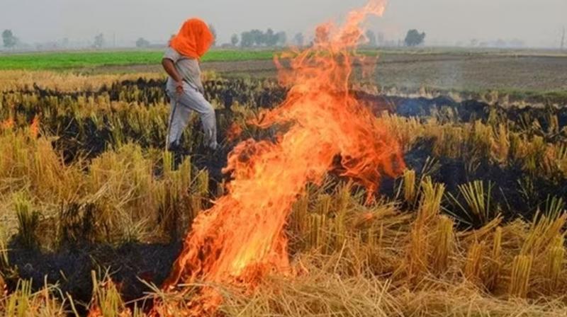 Stubble burning 