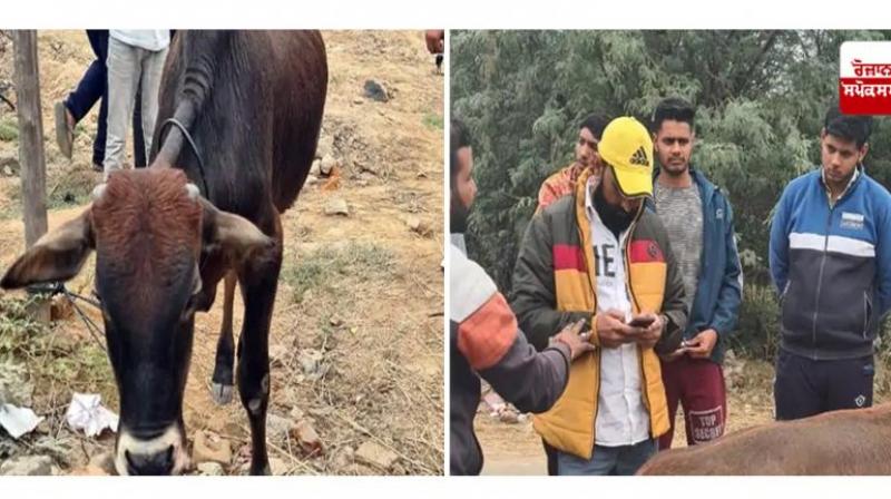 The young man tied the calf to the back of a tractor and dragged it for 2 km.