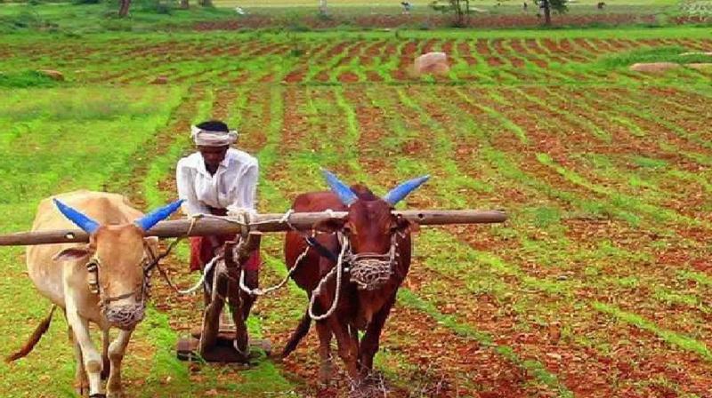 Farmers doing natural farming in Himachal will be encouraged