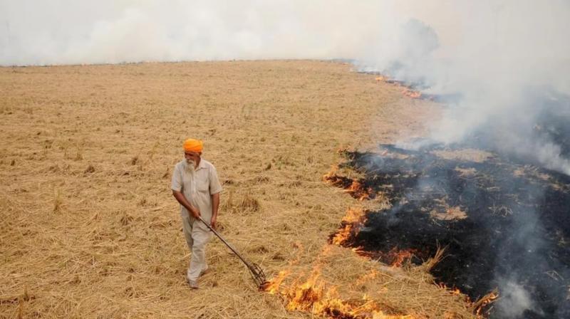 Despite strictness, stubble is being burnt extensively in Punjab news in hindi