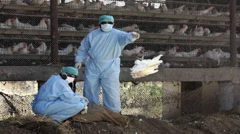 Central teams deployed to contain the spread of bird flu in Jharkhand