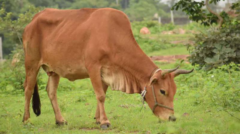 12 cows die of suspected 'acidosis' at Maharashtra's Kaneri Math