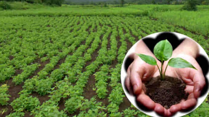 Jammu and Kashmir government will cultivate medicinal and aromatic plants on 625 hectares of land