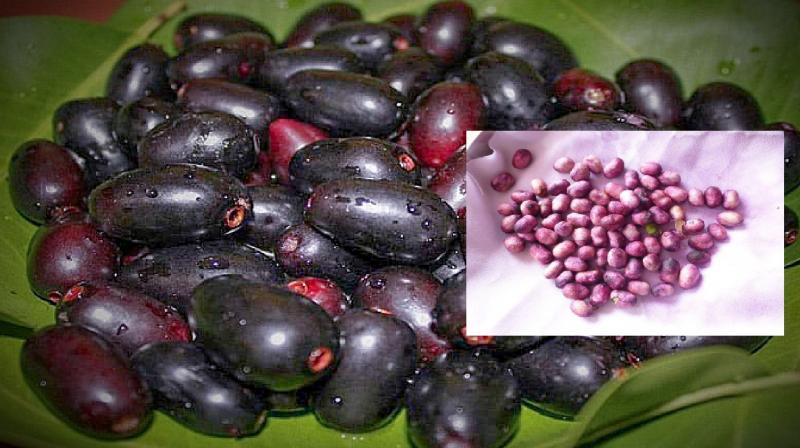 Jamun is full of medicinal properties news in hindi