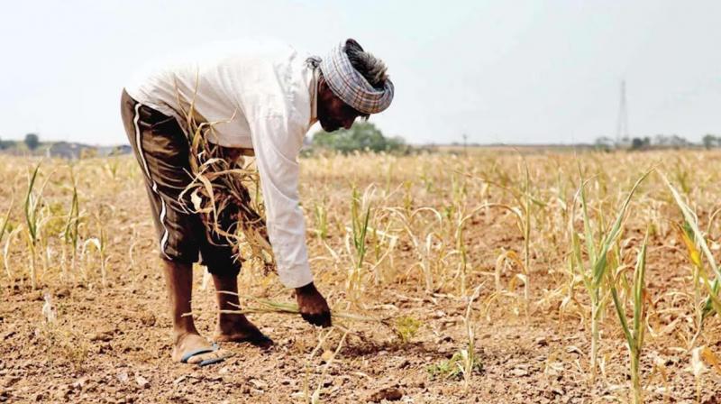 Increased concern of farmers in Banaskantha district news in hindi