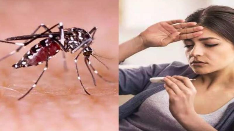 Around 260 dengue cases in Delhi in December, annual cases cross 3,800