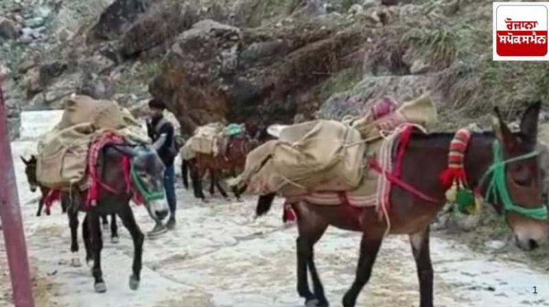 14 horses and mules died in two days on Kedarnath walking route News In Hindi 