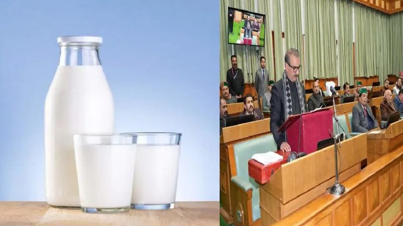 Know now how much cow and buffalo milk will be available in Himachal?