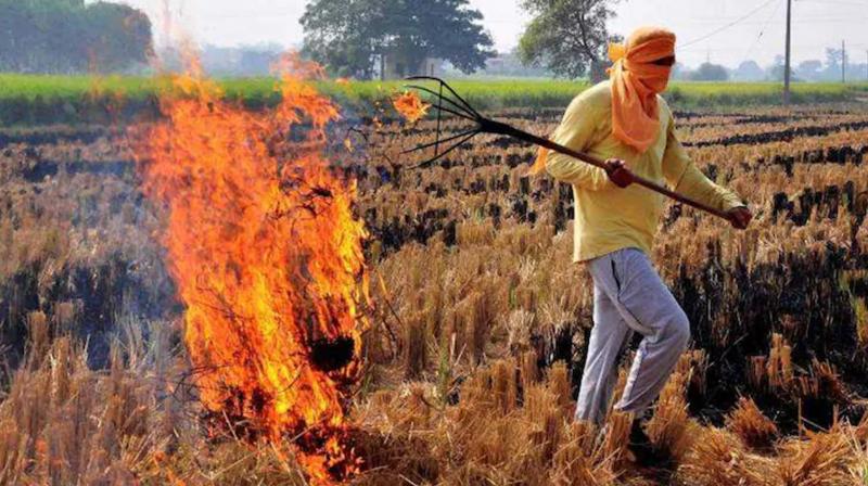 पराली प्रबंधन को बढ़ावा देने के लिए छोटे किसानों को विशेष प्रोत्साहन राशि देने की अध्ययन में सिफारिश