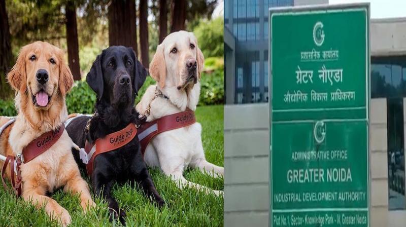 UP: 'Dog policy' will be implemented in Greater Noida, know what is this policy...