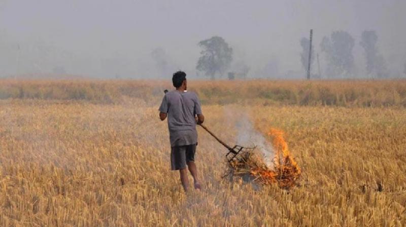 Haryana govt is help farmers who do not burn stubble News In Hindi