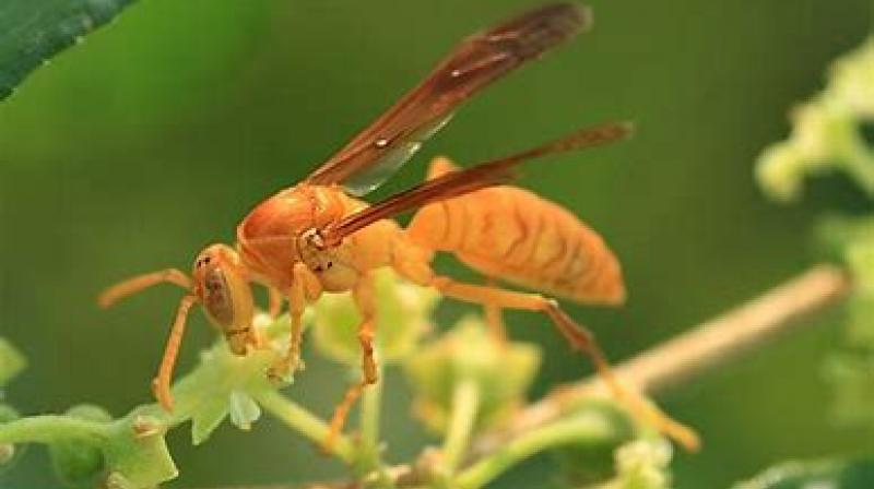 Boy catches wasp in fun and eats, then see how his mouth became 