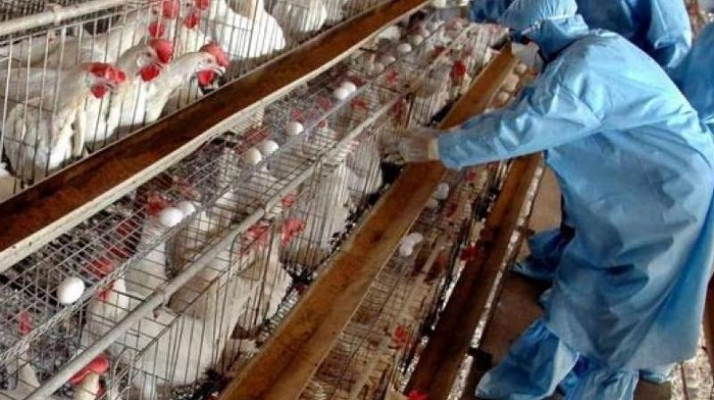 centre government issued advisory to  states to remain alert regarding avian influenza virus bird flu