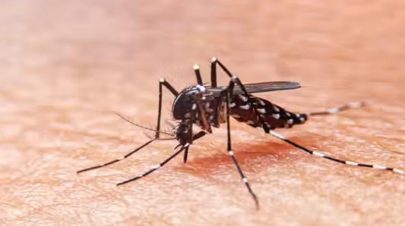 This year 75 percent more people are affected by dengue news in hindi