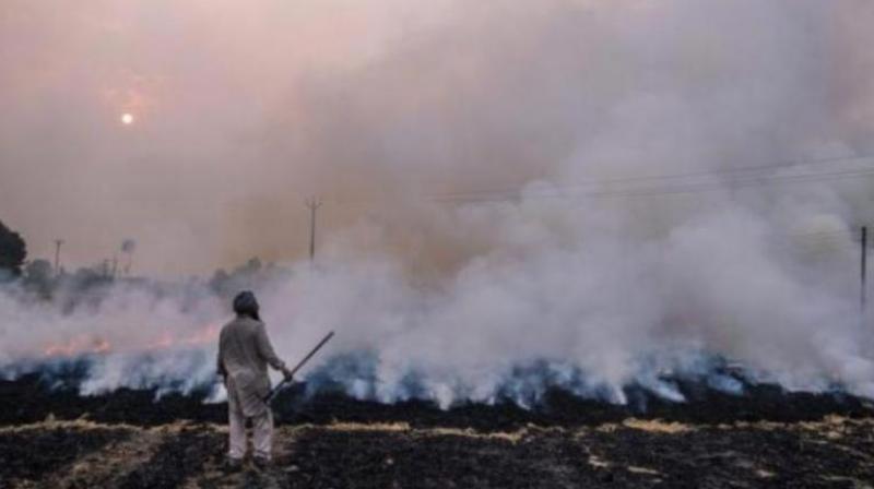 Stubble burning