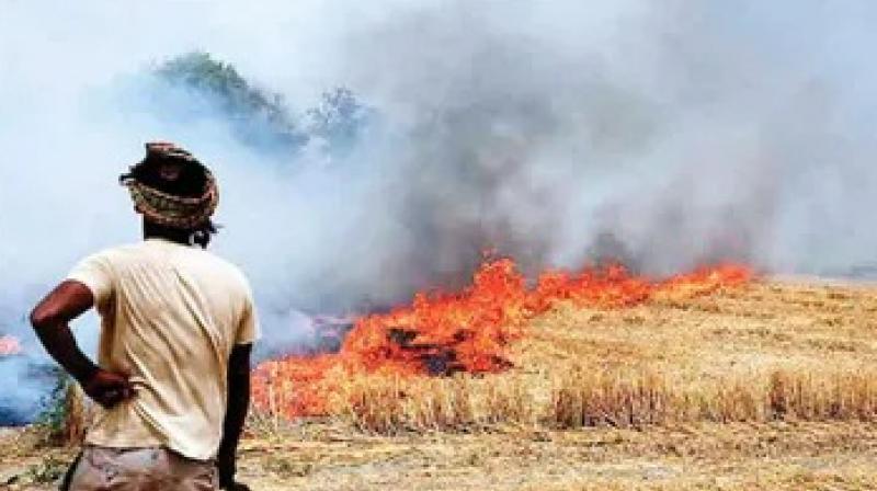 Stubble burning in Jharkhand, Bihar increasing pollution in West Bengal: Minister