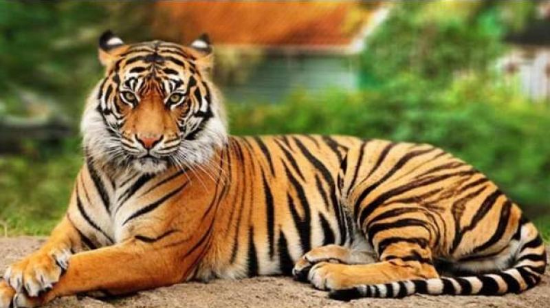 Tigers will be brought from Madhya Pradesh to increase the number of tigers in Chhattisgarh