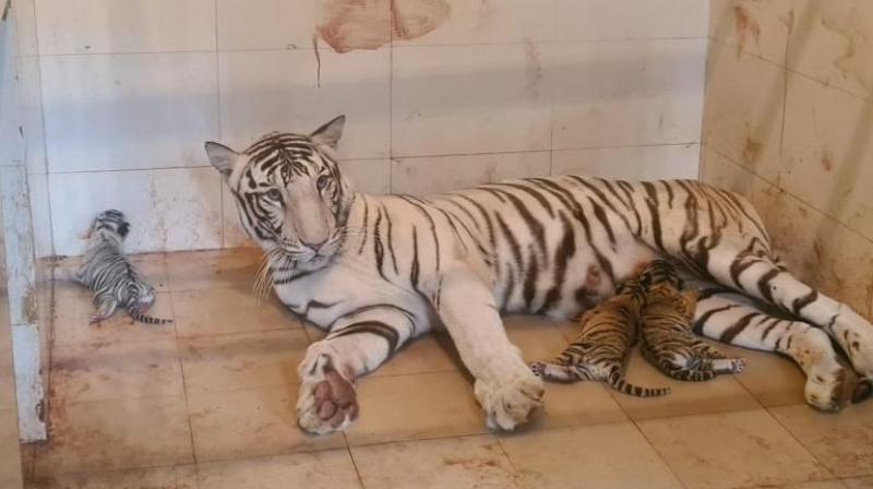 White female tigress gave birth to three cubs in Gwalior zoo