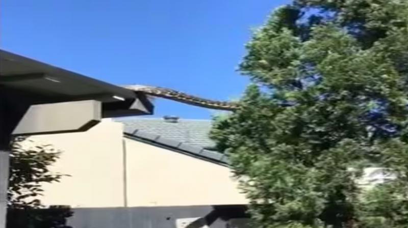 16 feet long python came out from the top of the house