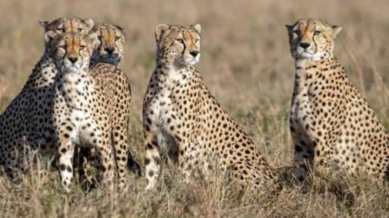 Air force aircraft reached Gwalior carrying 12 cheetahs from South Africa